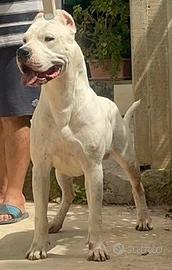 Stallone Dogo Argentino