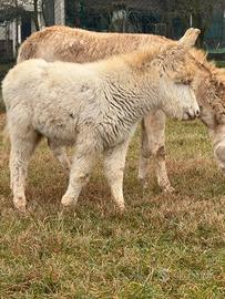 Asinello bianco asinara libretto