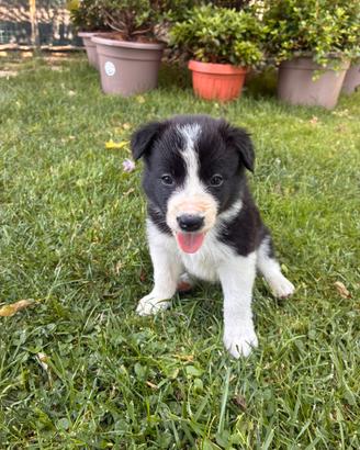 Border Collie Maschio