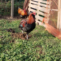 Galli marans e araucana