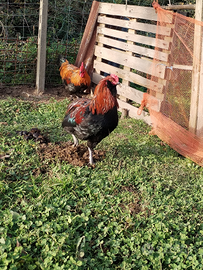 Galli marans e araucana