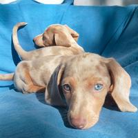 Cuccioli di bassotto isabella possibile trasporto