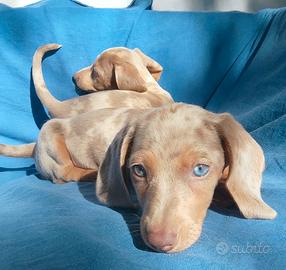 Cuccioli di bassotto isabella possibile trasporto