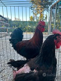 Galline gallo