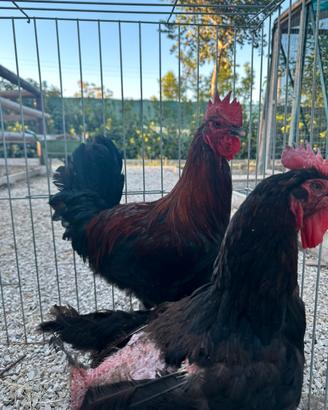 Galline gallo