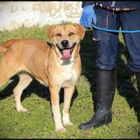 Diandra, praticamente perfetta, ed in canile