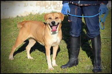 Diandra, praticamente perfetta, ed in canile