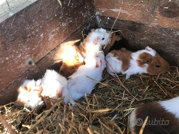 Porcellini d'india/cavie