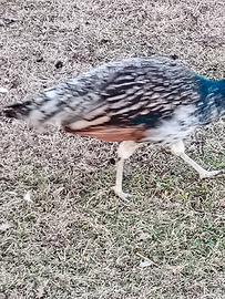 Ultimi due pavoni maschi