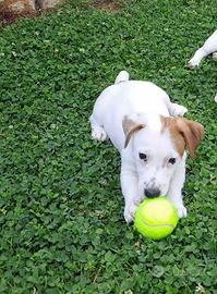 Cuccioli jack russell terrier