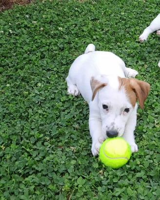 Cuccioli jack russell terrier