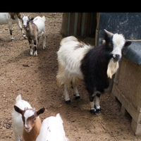 Caprone nano tibetano