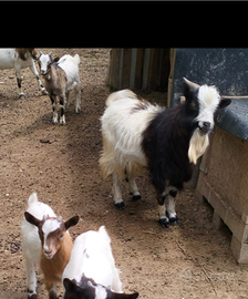 Caprone nano tibetano