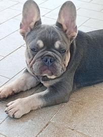 Bulldog francese lilac tan