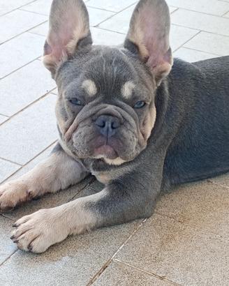 Bulldog francese lilac tan