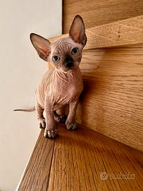 Gattini Sphynx ed Elf