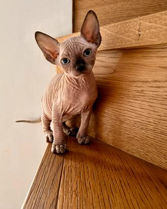 Gattini Sphynx ed Elf