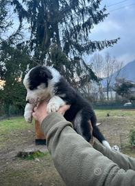 Cucciolo maschio border collie