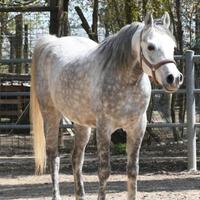 Castrone purosangue Arabo