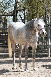 Castrone purosangue Arabo