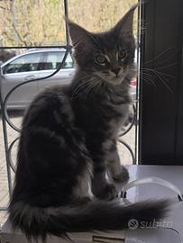 Cucciole Maine Coon