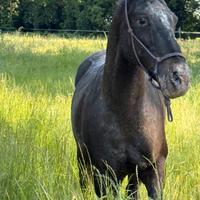 Cavallo per trekking
