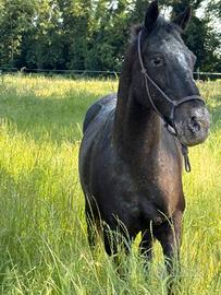 Cavallo per trekking