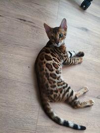 Gatto Bengala mascio