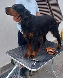 Setter Gordon dell'Arbia