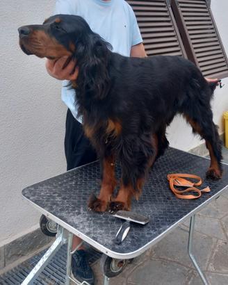 Setter Gordon dell'Arbia