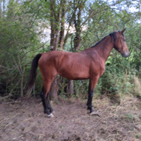 Cavalla Maremma pronta doma