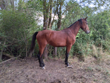 Cavalla Maremma pronta doma