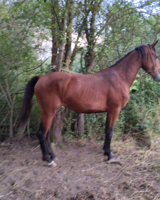 Cavalla Maremma pronta doma