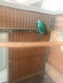 Kakariki