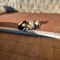 Cuccioli di media/piccola taglia
