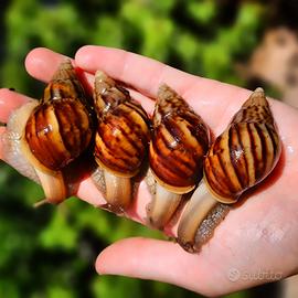 Chiocciole giganti africane