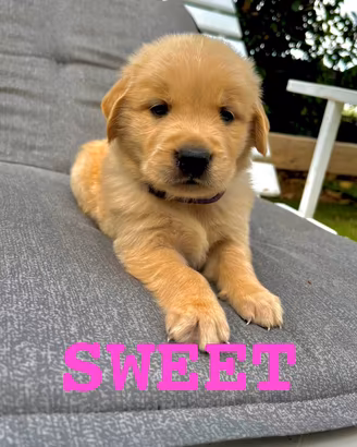 Golden Retriever