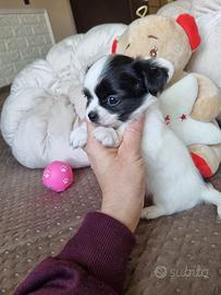 Chihuahua maschietto