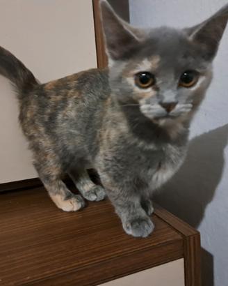 Gattini Munchkin 4 mesi