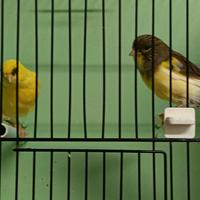 Coppia di canarini pezzati