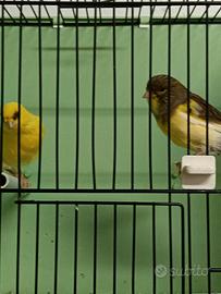 Coppia di canarini pezzati