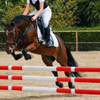 Pony sportiva salto ostacoli