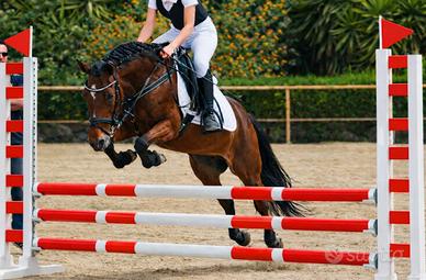 Pony sportiva salto ostacoli