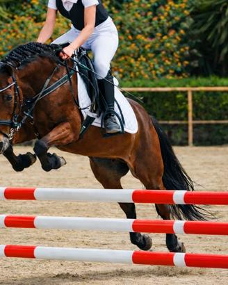 Pony sportiva salto ostacoli