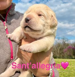 Cuccioli Labrador biondi con pedigree