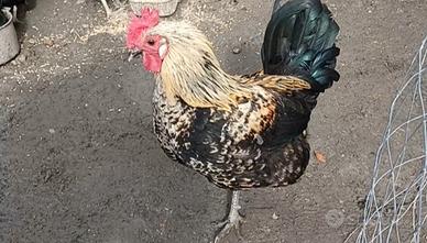 Gallo 10 mesi