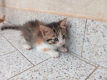 Gattini