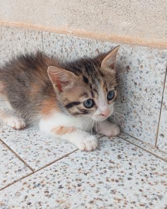 Gattini