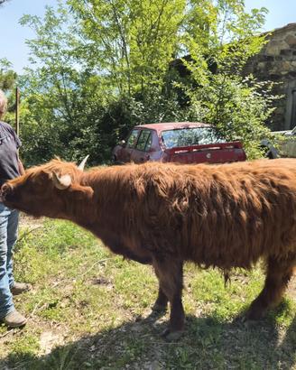 Vitello castrato Highlander di 18 mesi
