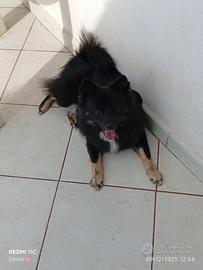 Spitz